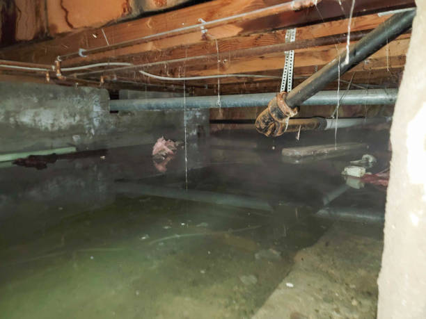 Best Water damage cleanup near me  in Highlands Ranch, CO